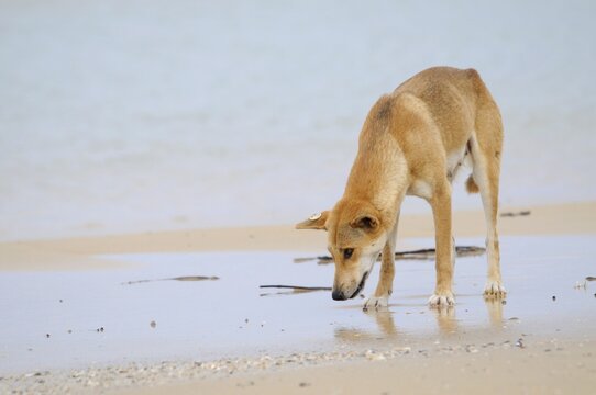 Dingo (Canis lupus dingo), Fraser Island, Australia