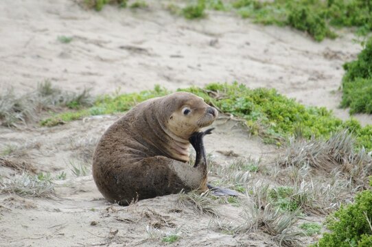 Australian sea lion (Neophoca cinerea), Seal Bay, Kangaroo Island, Australia