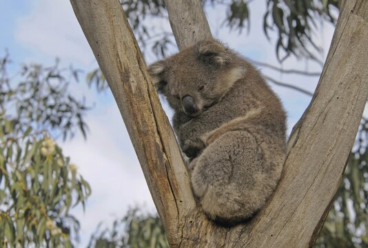 Koala (Phascolarctos cinereus), Victoria, Australia