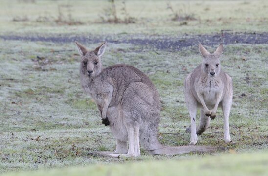 Eastern grey kangaroo (Macropus giganteus), Grampians National Park, Australia