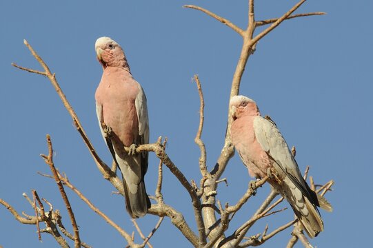 Galahs (Eolophus roseicapillus), Kimberley, Australia