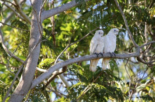 Little corellas (Cacatua sanguinea), Broome, Kimberley, Australia