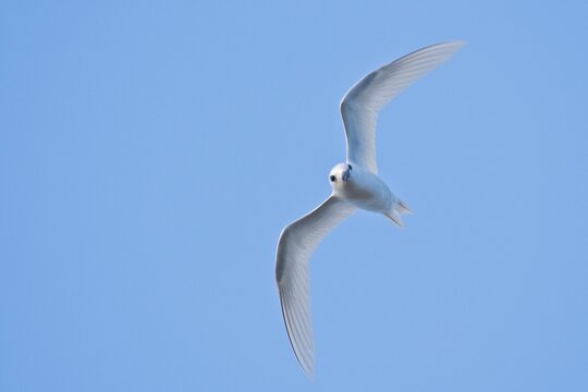 White tern (Gygis alba), Cousin, Seychelles