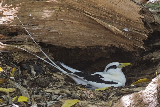 White-tailed Tropicbird (Phaeton lepturus) on nest, Cousin, Seychelles