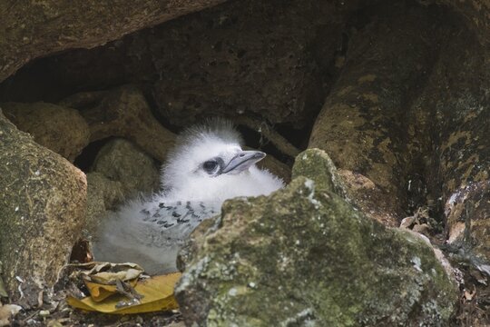 White-tailed Tropicbird (Phaeton lepturus), juvenile, cousin, Seychelles
