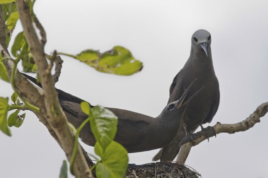 Brown noddy (Anous stolidus), begging mate, cousin, Seychelles