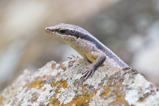 Wright's Skink (Mabuya wrightii), Praslin, Seychelles