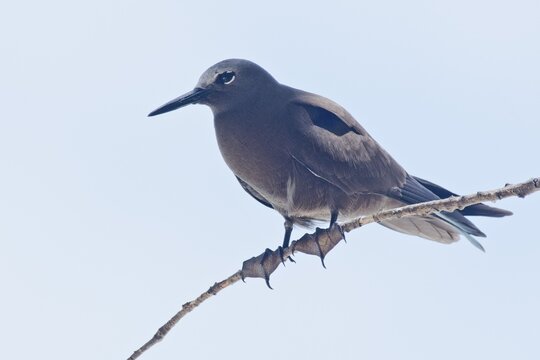 Brown noddy (Anous stolidus), Cousin, Seychelles