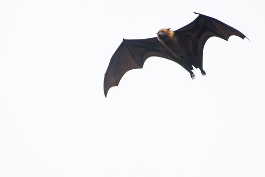 Seychelles fruit bat (Pteropus seychellensis), Mahe, Seychelles