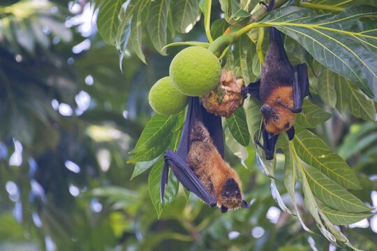 Seychelles fruit bat (Pteropus seychellensis), Mahe, Seychelles