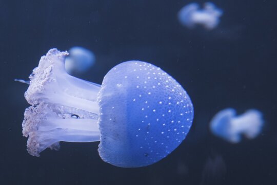 Australian spotted jellyfish (Phyllorhiza punctata), Loro Park, Puerto de la Cruz, Tenerife, Spain