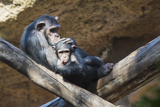 Bonobo (Pan), Loro Park, Puerto de la Cruz, Tenerife, Spain