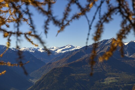 Autumn larch (Larix) branch in the background South Tyrolean mountains, Naturns, South Tyrol, Italy