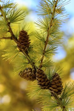 Autumnal yellow larch (Larix) branch with larch cones in the backlight, Schnalstal, Natruns, South Tyrol, Italy