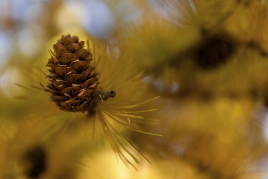 Autumnal yellow larch (Larix) branch with larch cones in the backlight, Schnalstal, Natruns, South Tyrol, Italy