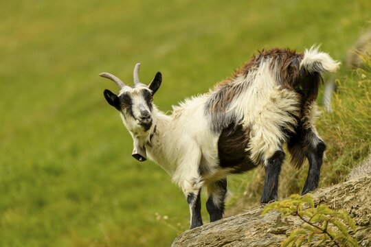 Domestic goat (Capra aegagrus hircus) on rocks in mountain meadow, Ulten Valley, Merano, South Tyrol, Italy