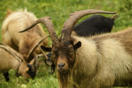Billy domestic goat (Capra aegagrus hircus) on mountain meadow, Ulten Valley, Merano, South Tyrol, Italy