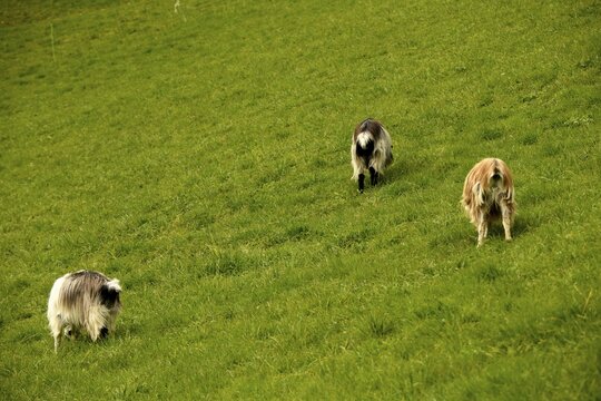 Three domestic goat (Capra aegagrus hircus) on mountain meadow, Ulten Valley, Merano, South Tyrol, Italy