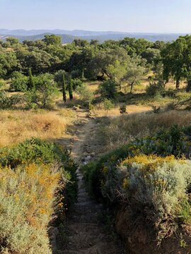 Path through Mediterranean landscape with dry meadows and olive trees, Aracena, Andalusia, Spain