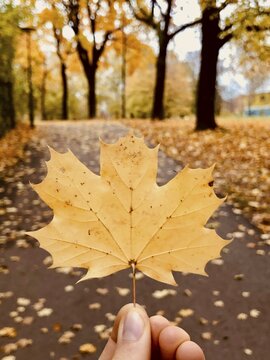 Hand holding autumnal yellow leaf of a maple tree, Munich, Germany