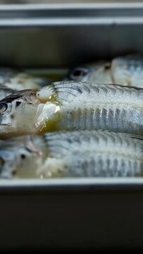 Vertical video: Panning camera showing row of whole fish in tray on counter, oil pooling, to cook