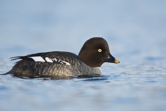 Common goldeneye (Bucephala clangula), Emsland, Lower Saxony, Germany