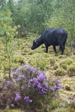 Water buffalo (Bubalus arnee) as a landscape keeper, Emsland, Lower Saxony, Germany