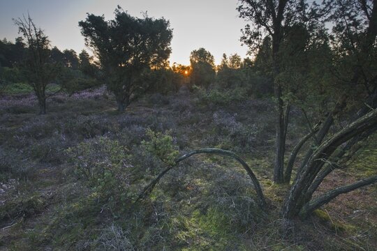 Common juniper (Juniperus communis), sunrise in juniper grove, Emsland, Lower Saxony, Germany