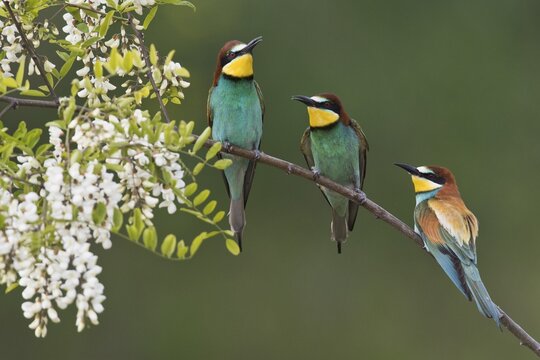 Bee-eater (Merops apiaster) in flowering black locust (Robinia pseudoacacia), Rhineland-Palatinate, Germany