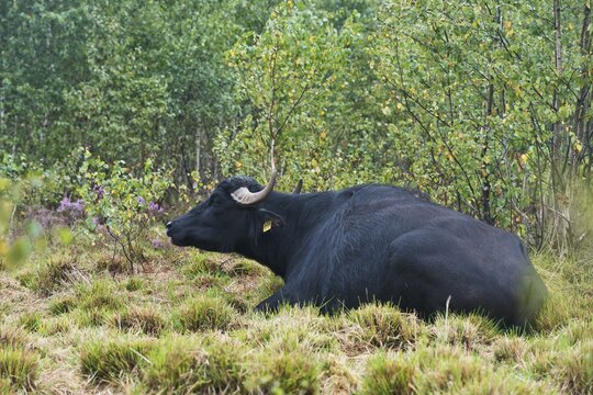 Water buffalo (Bubalus arnee) as a landscape keeper, Emsland, Lower Saxony, Germany
