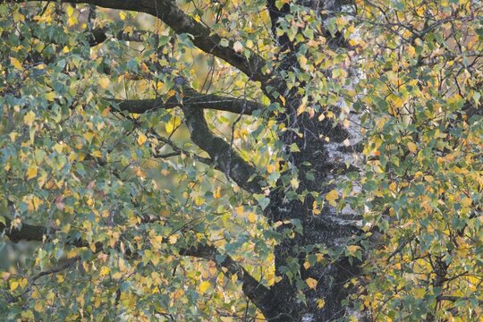 Warty birch (Betula pendula) in autumn foliage, Emsland, Lower Saxony, Germany