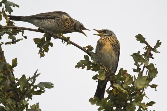 Fieldfares (Turdus pilaris), quarrelling, Emsland, Lower Saxony, Germany