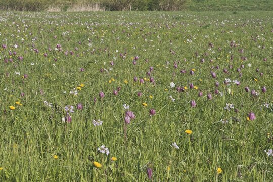 Snake's head fritillary (Fritillaria meleagris), mass stand in a meadow, Lower Saxony, Germany
