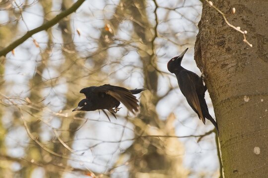 Black woodpecker (Dryocopus martius), brood release, Emsland, Lower Saxony, Germany