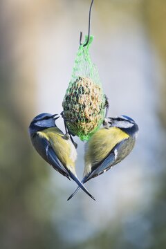 Blue Tit (Parus caerulea) at the Tit Dumpling, Emsland, Lower Saxony, Germany