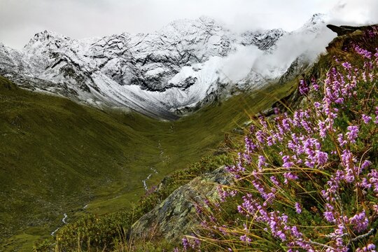 Spike heather (Erica spiculifolia), with snowy mountains in the background, Sellrain, Innsbruck, Tyrol, Austria