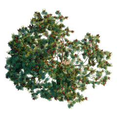 Naklejka premium Delonix Regia tree plan, top view, cutout, transparent background, isolate, Detailed aerial view of lush green forest canopy with vibrant foliage and diverse plant life.