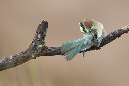 Bee-eater (Merops apiaster), young bird preening itself, Rhineland-Palatinate, Germany