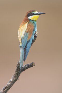 Bee-eater (Merops apiaster), Rhineland-Palatinate, Germany