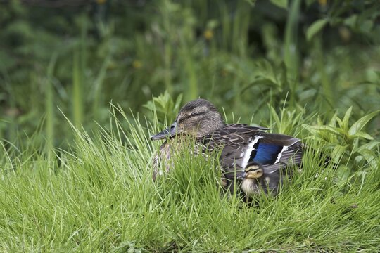 Mallards (Anas platyrhynchos), old and young, Emsland, Lower Saxony, Germany