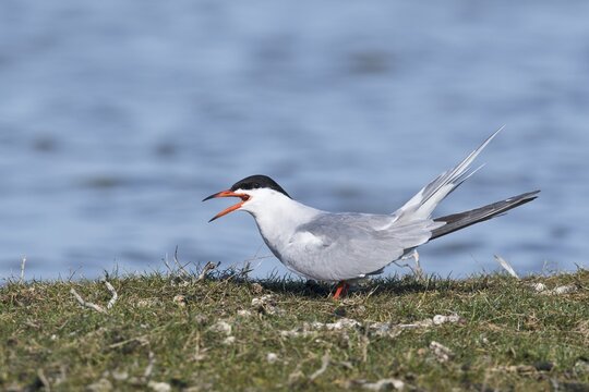 Common tern (Sterna hirundo), standing at the water's edge calling, Texel, North Holland, Netherlands