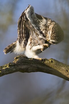 Little owl (Athene noctua), preening, Emsland, Lower Saxony, Germany