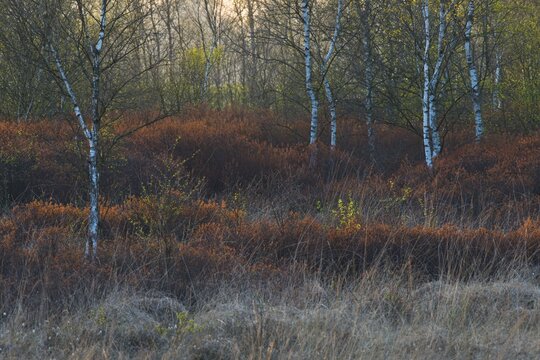 Warty birch (Betula pendula) and bog myrtle (Myrica gale) in a bog, Emsland, Lower Saxony, Germany