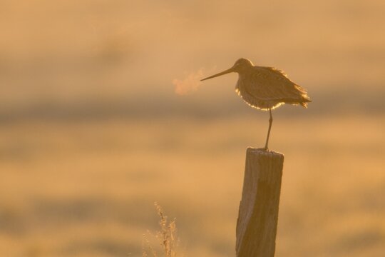 Black-tailed godwit (Limosa limosa), sitting on a pole in the morning sun, Emsland, Lower Saxony, Germany