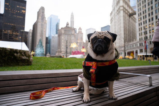 Portrait of an adorable cute pug dog with Downtown Chicago buildings in the background