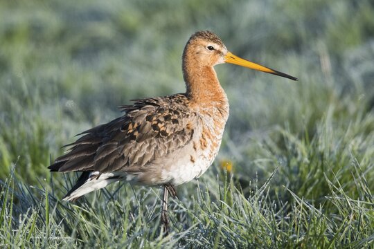 Black-tailed godwit (Limosa limosa), Emsland, Lower Saxony, Germany