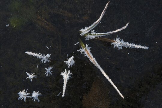 Hoarfrost on grasses in the ice, Emsland, Lower Saxony, Germany