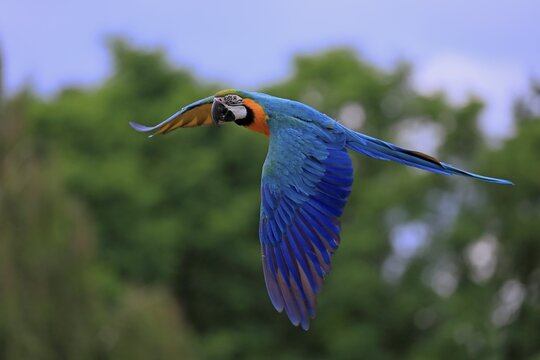 Blue and yellow macaw (Ara ararauna), adult, flying, parrot, Brazil