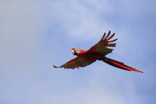 Scarlet macaw (Ara macao), adult, flying, parrot, Brazil