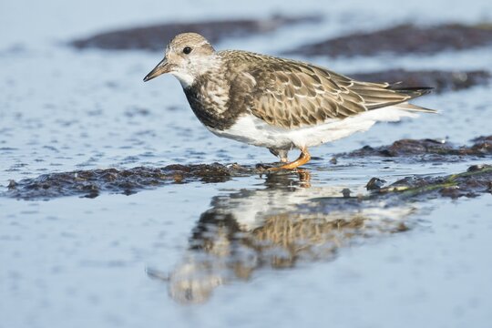 Ruddy turnstone (Arenaria interpres), Mecklenburg-Vorpommern, Germany